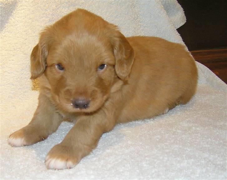 Nova scotia duck tolling retriever Tasha  billede 11