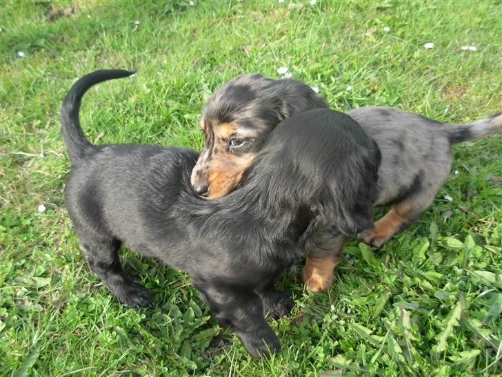 Dværggravhund Tammie (Merle) - Tammie og sin bror (ud af 6 hvalpe) leger på rideskolen ;) billede 9