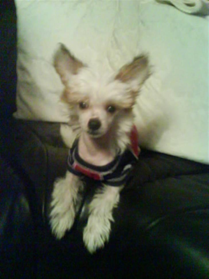 Chinese crested hårløs Malthe - her har jeg lige fået den lille bitte Malthe. :D billede 1