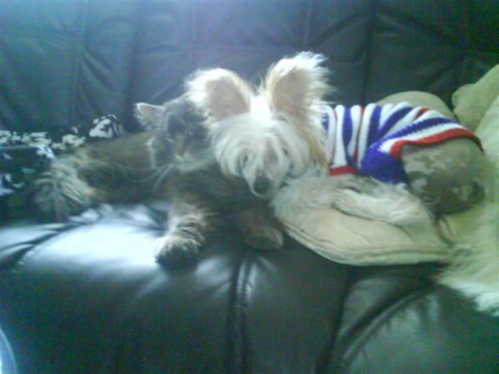 Chinese crested hårløs Malthe - Malthe og Gryffe putter lige sammen. :) billede 2