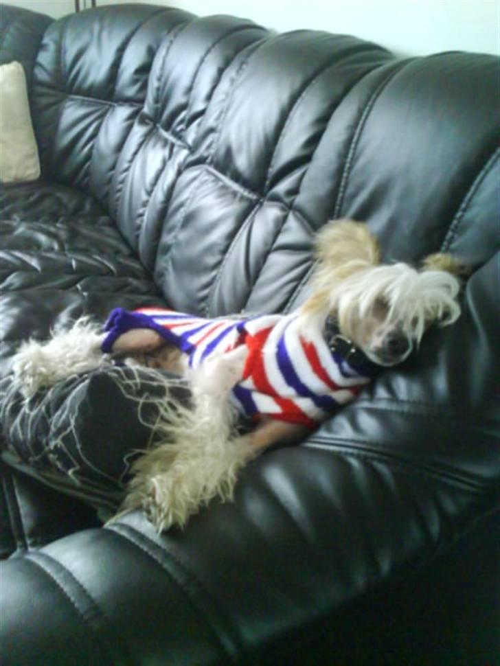 Chinese crested hårløs Malthe - Man er simpelthen blevet så træt. :) har leget hele dagen.  billede 3