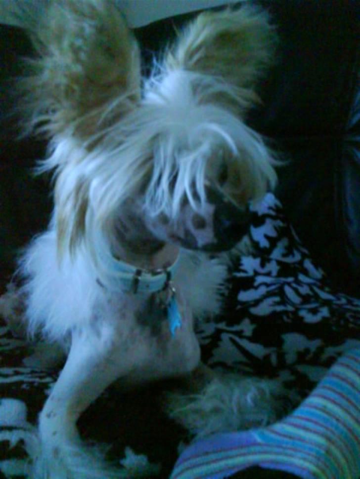 Chinese crested hårløs Malthe - Malthe musen efter en trimning og et besøg i hjørring hos sin gamle mor. :D billede 4