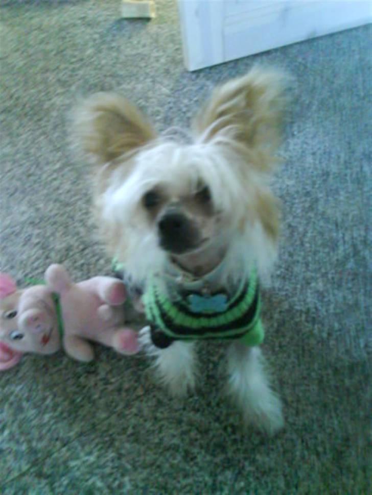 Chinese crested hårløs Malthe - her sitter han lige og kigger, og håber på at få en godbid. :D billede 5