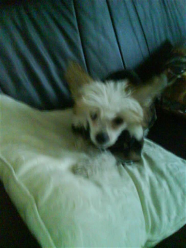 Chinese crested hårløs Malthe - Lille Malthe som lige har fået sin flees hel dragt. :) billede 6