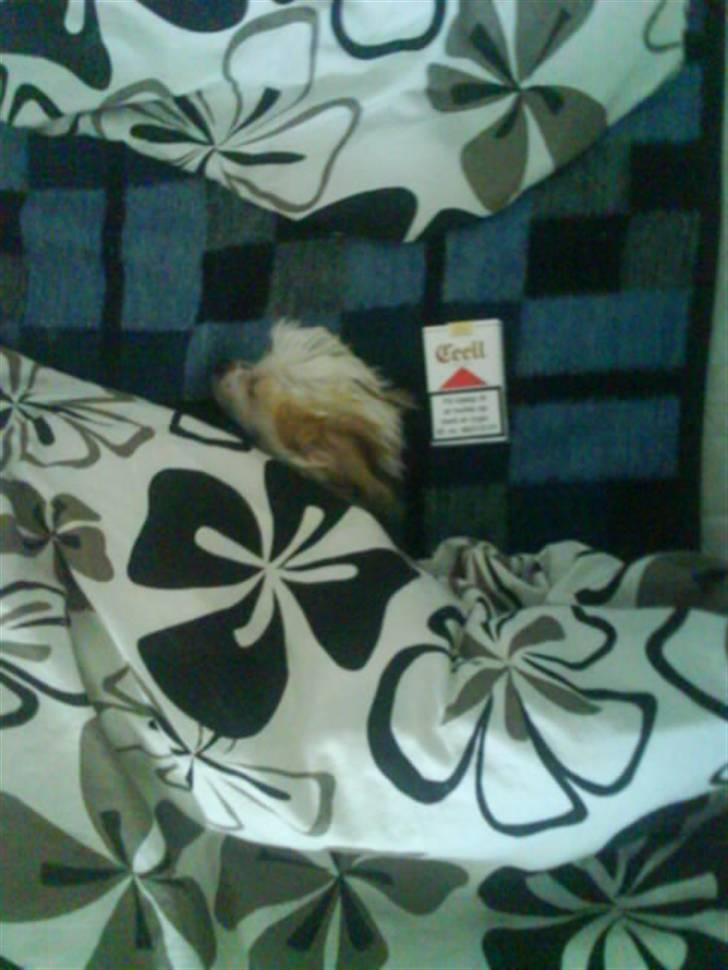 Chinese crested hårløs Malthe - lille Malle der putter under dynen. :D billede 7