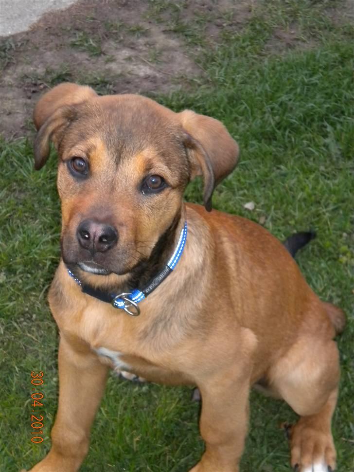 Blanding af racer Balo - 16 uger :o) billede 15