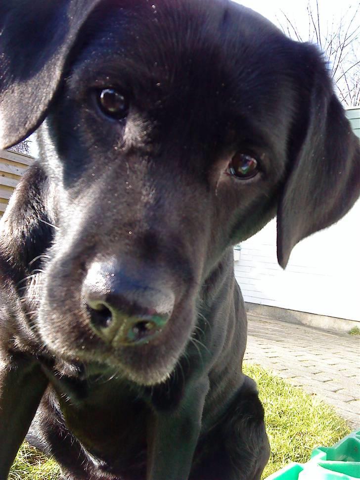 Labrador retriever Fifi!<3 *Mit Et&Alt* billede 1