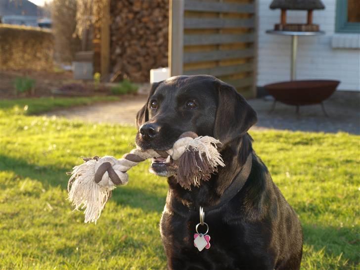 Labrador retriever Fifi!<3 *Mit Et&Alt* billede 2