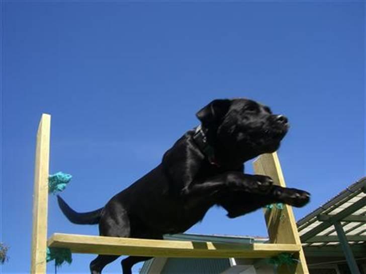 Labrador retriever Fifi!<3 *Mit Et&Alt* billede 4