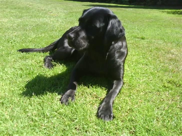 Labrador retriever Fifi!<3 *Mit Et&Alt* billede 8