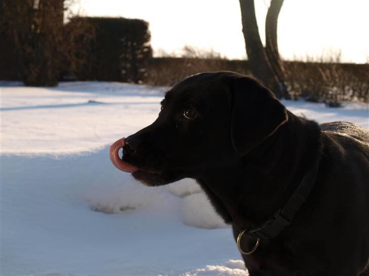 Labrador retriever Fifi!<3 *Mit Et&Alt* billede 10