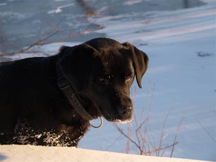 Labrador retriever Fifi!<3 *Mit Et&Alt* billede 13