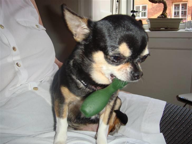 Chihuahua fie billede 1