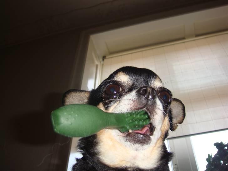 Chihuahua fie billede 2