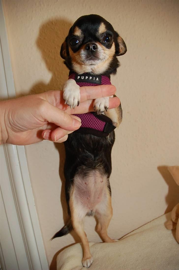 Chihuahua fie billede 3