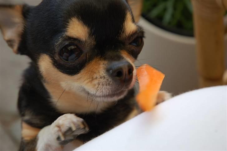 Chihuahua fie billede 4