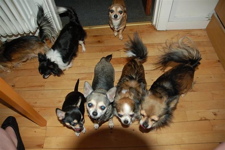 Chihuahua fie billede 5