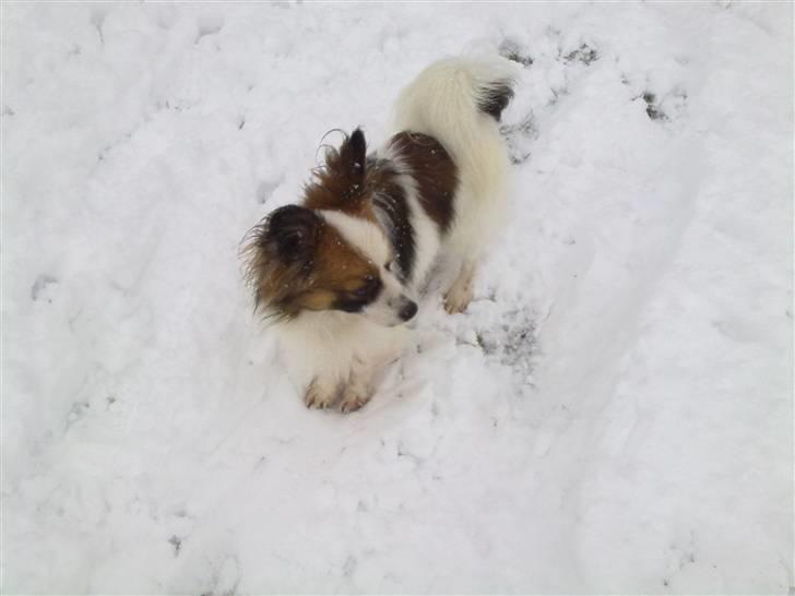 Papillon rico - Rico i snene billede 9