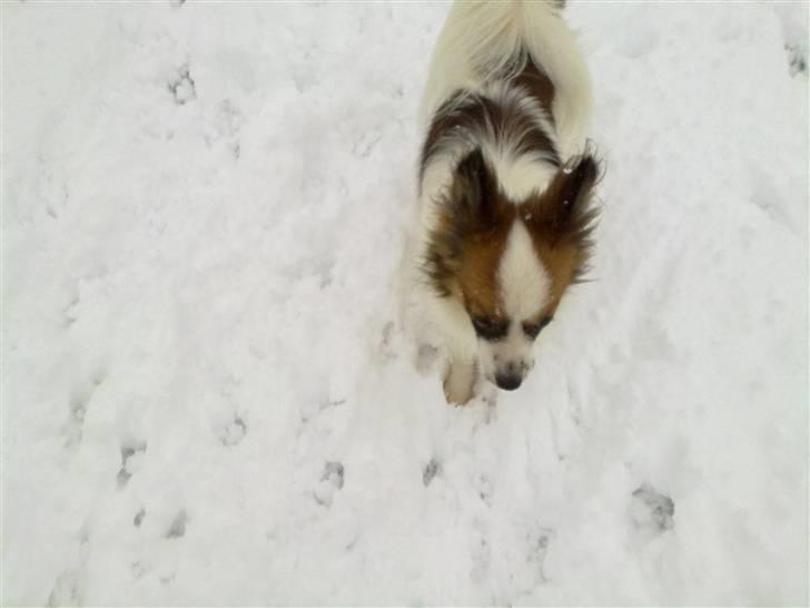 Papillon rico - Rico er bare en rigyig sne hund billede 10