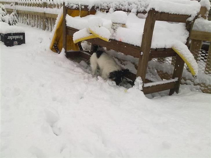 Papillon pepsi - Pepsi i snene billede 6