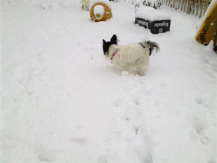 Papillon pepsi - Pepsi i snene .. hun er bestemt ikke så glad for det ,, det er koldt ;.) billede 7