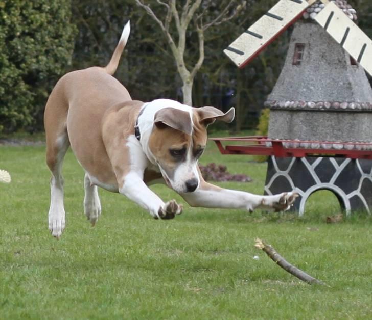 Amerikansk staffordshire terrier Gaia - 10 måneder og 7 dage gammel (billede taget d. 17 april). billede 18