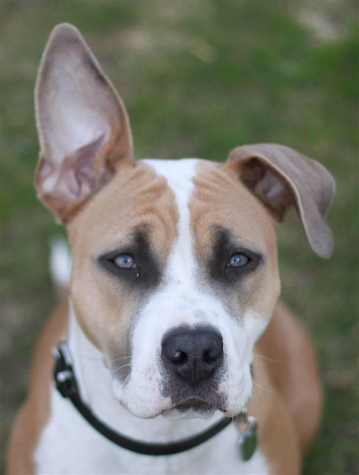 Amerikansk staffordshire terrier Gaia - 10 måneder og 7 dage gammel (billede taget d. 17 april). billede 19