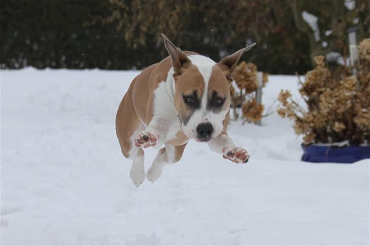 Amerikansk staffordshire terrier Gaia - 8 måneder og 12 dage gammel (billede taget d. 22 februar). billede 20