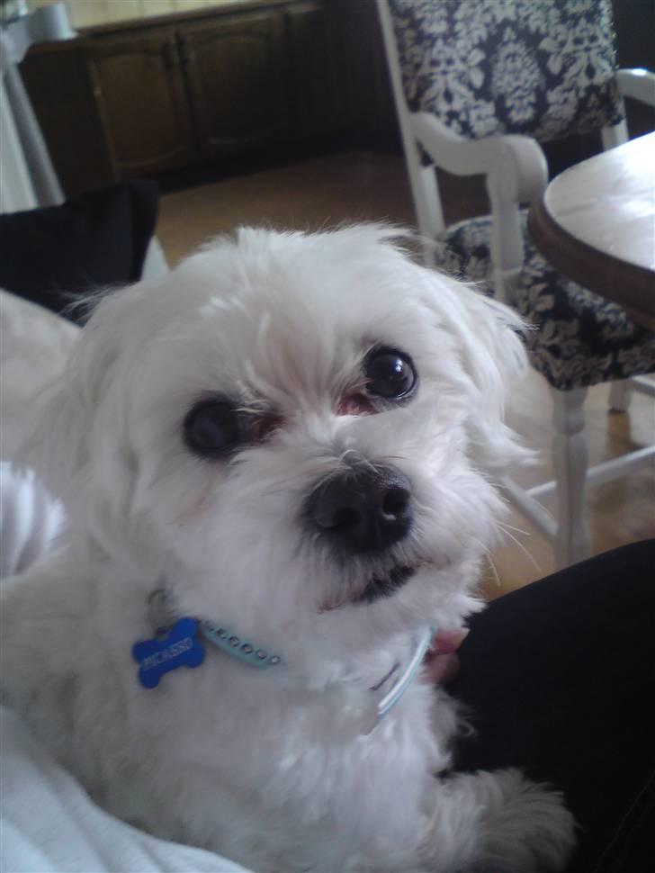 Malteser Picasso - Nuuurh, han ligner en lille snobby hund :D billede 11