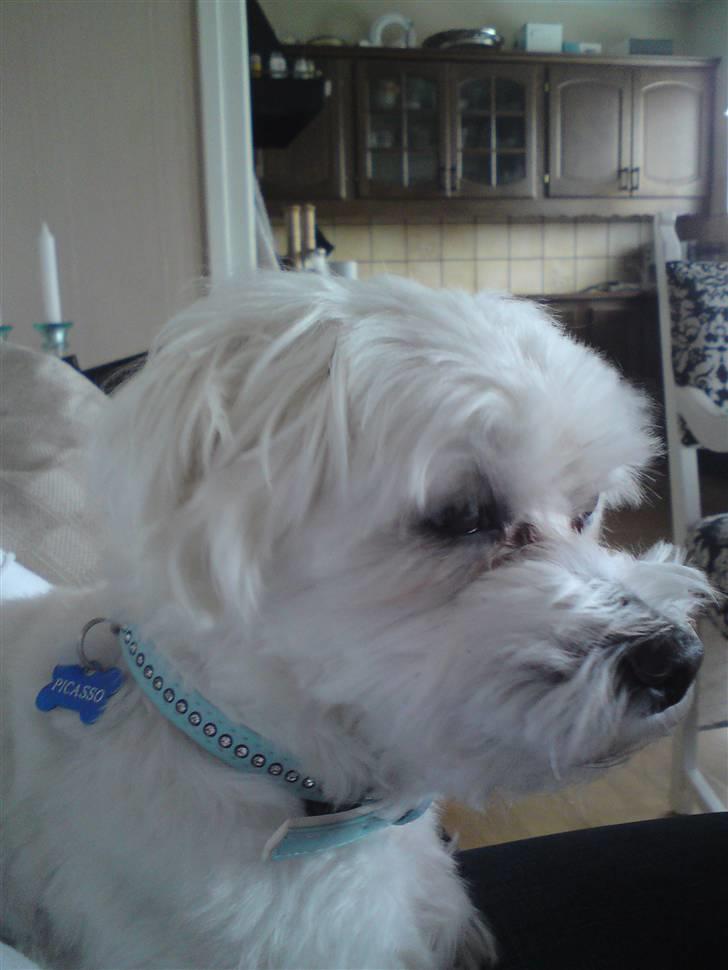 Malteser Picasso - Elsker dig vapsen :D billede 12