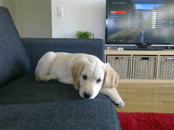 Golden retriever Nelli billede 16