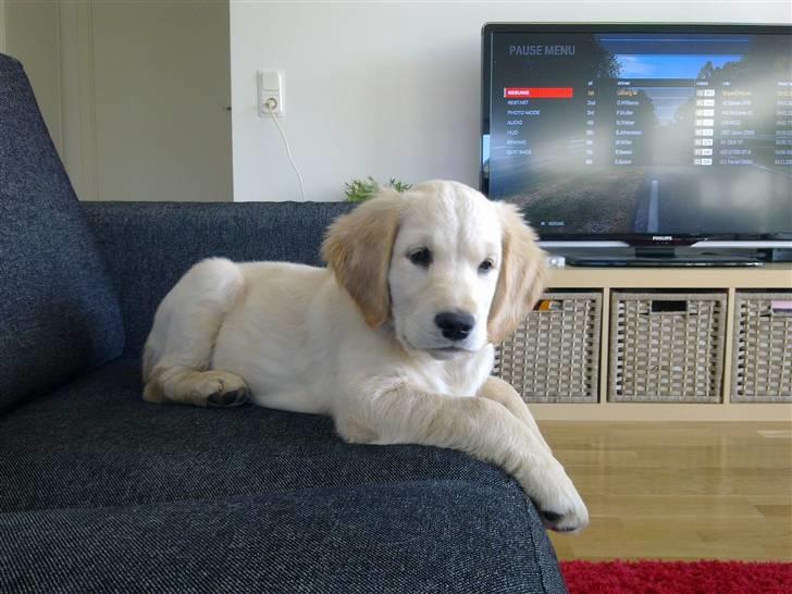 Golden retriever Nelli billede 17