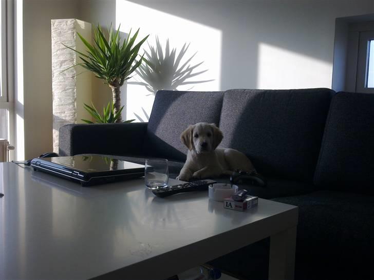 Golden retriever Nelli billede 18