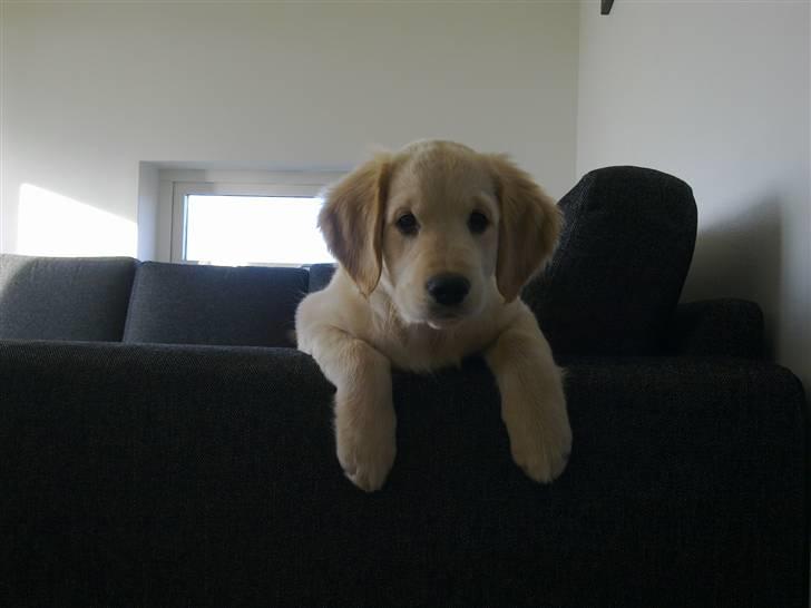 Golden retriever Nelli billede 19