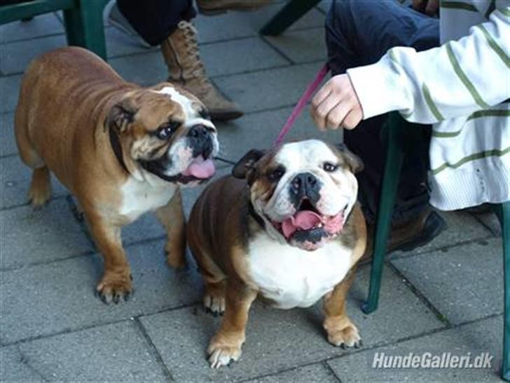 Engelsk bulldog Viola - VIola og Finn gik modeshow hos L´oreal Danmark.. her får de en velfortjent pause billede 10