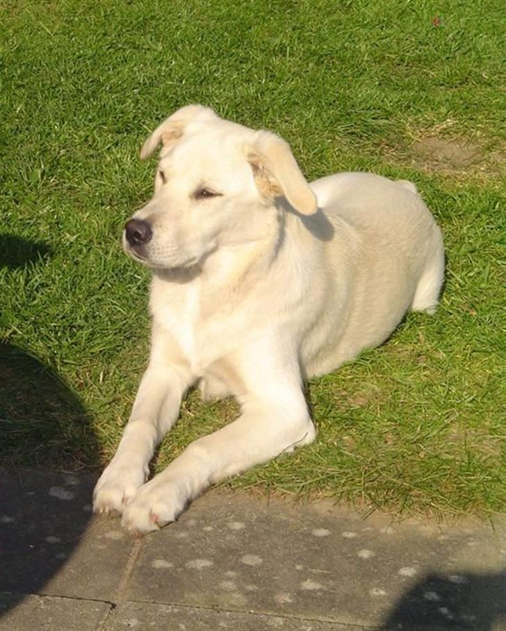 Blanding af racer Mulle - Mulle da vi fandt hende på nettet billede 1