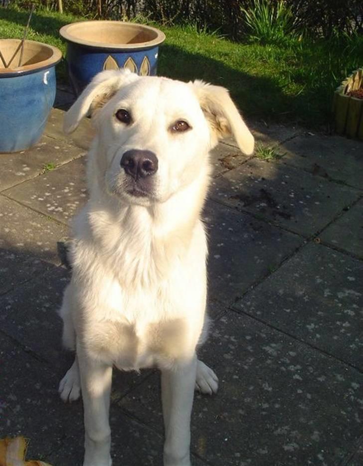 Blanding af racer Mulle - Billede af nettet billede 2