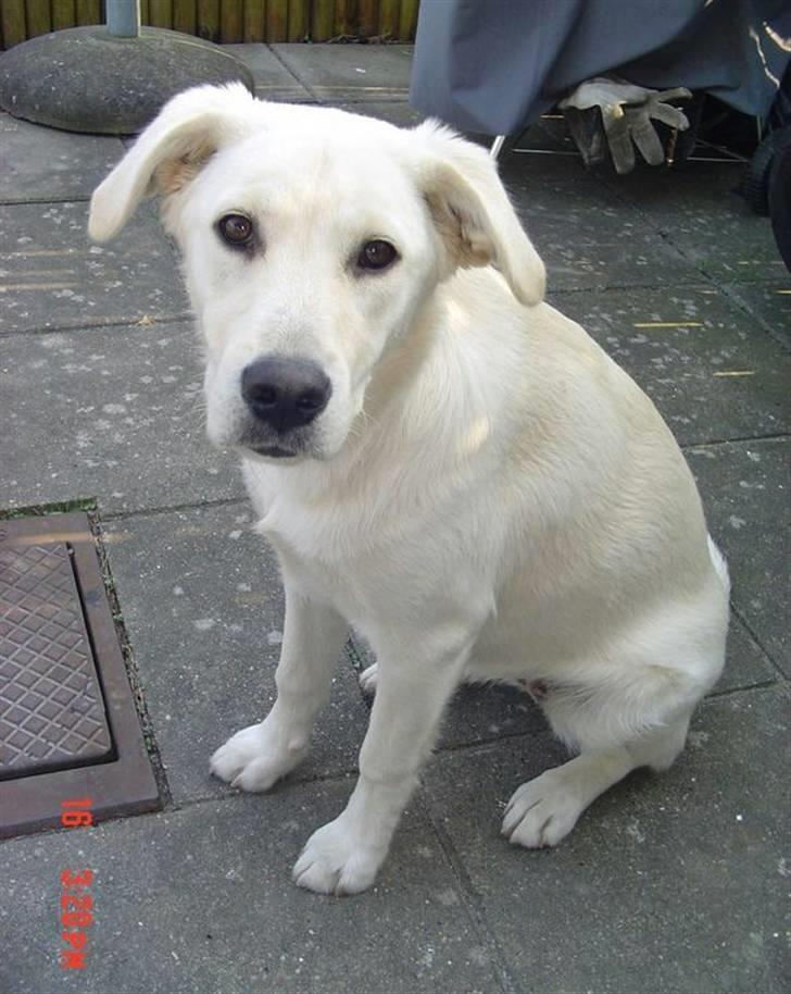 Blanding af racer Mulle - Kan man andet end at forelske sig?? billede 3