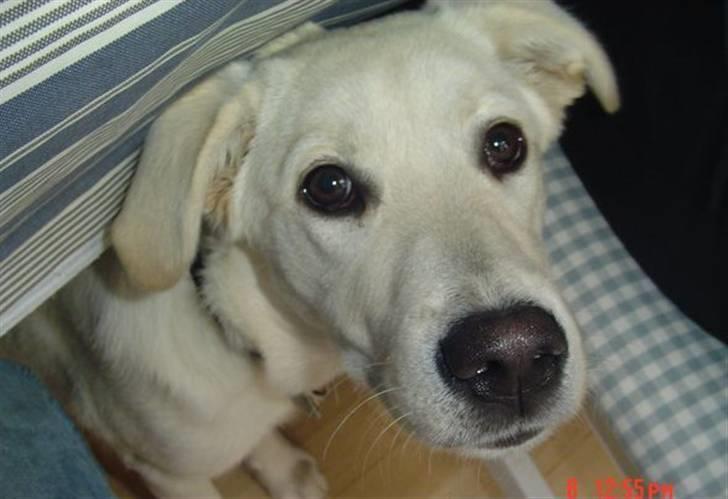 Blanding af racer Mulle - Hent mig nu hjem til jer billede 4