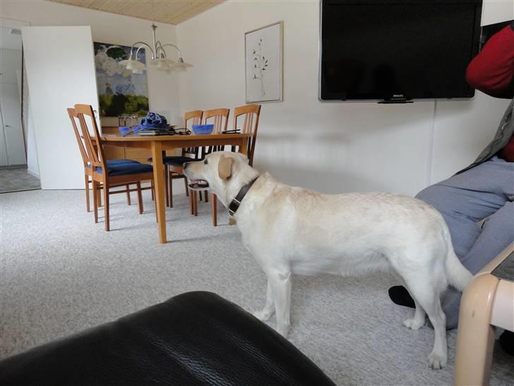 Blanding af racer Mulle - ja vi har taget lidt på. Det nyetste billede billede 5