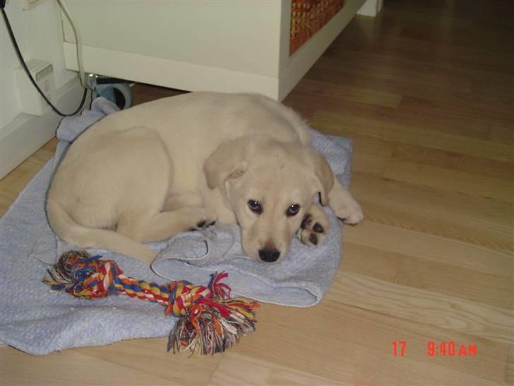 Blanding af racer Mulle - Som meget lille Mulle billede 6