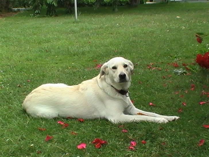 Blanding af racer Mulle - da vi var oppe og se hende billede 7