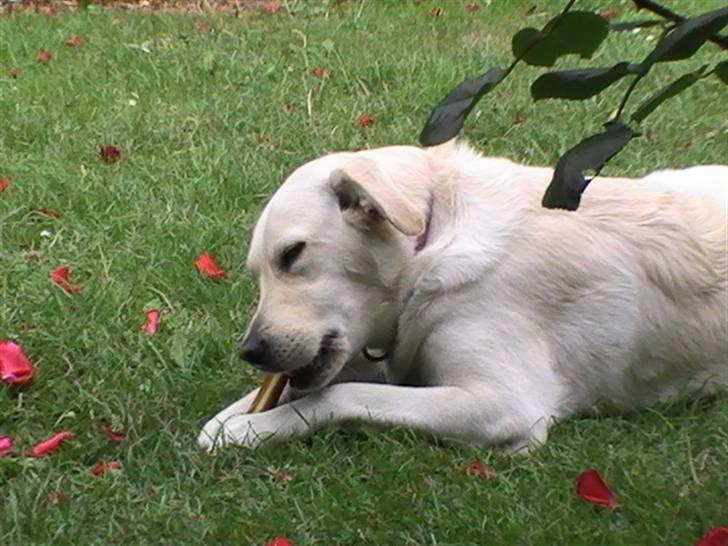 Blanding af racer Mulle - tak for tygge ben billede 8