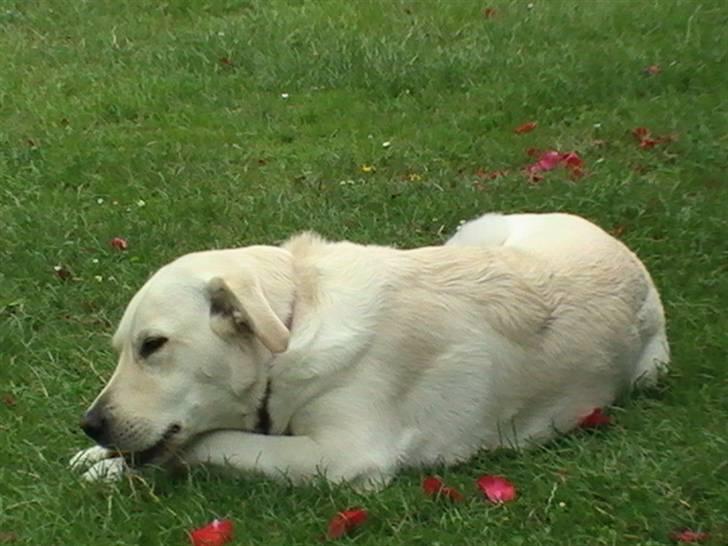 Blanding af racer Mulle - guf guf billede 9