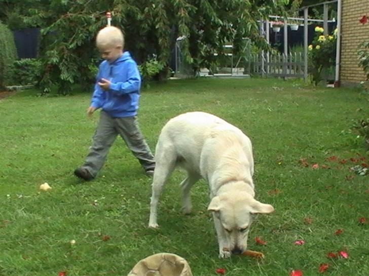 Blanding af racer Mulle - Mulle sammen med vores søn Nicolaj på 4 år billede 10