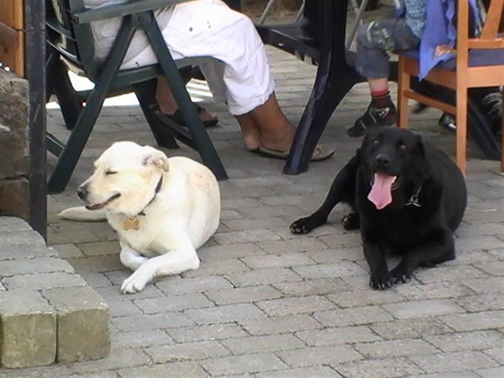 Blanding af racer Mulle - Max og Mulle i sommeres ( Max er mine forældres hund ) billede 11