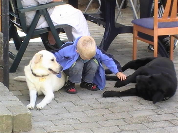 Blanding af racer Mulle - Mulle og Max sammen med Nicolaj billede 12