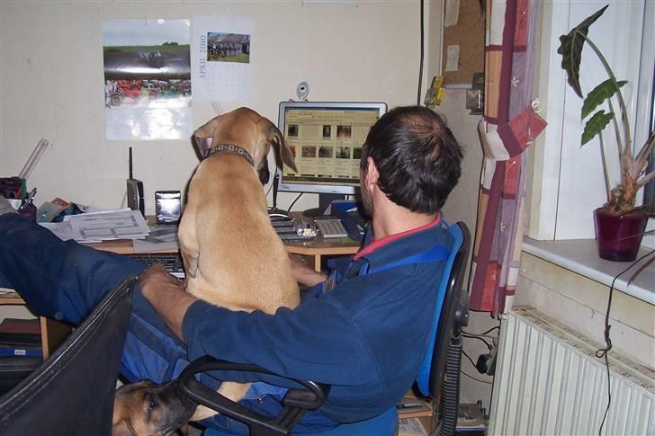 Blanding af racer balder - ser på vovser sammen med far billede 6