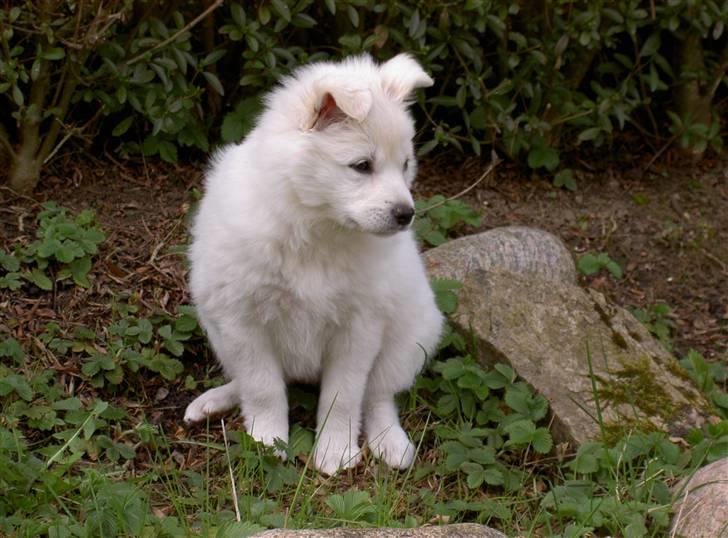 Dansk Spids Frida (Abby) - Nåhhhh sådan ser min nye have ud. billede 2