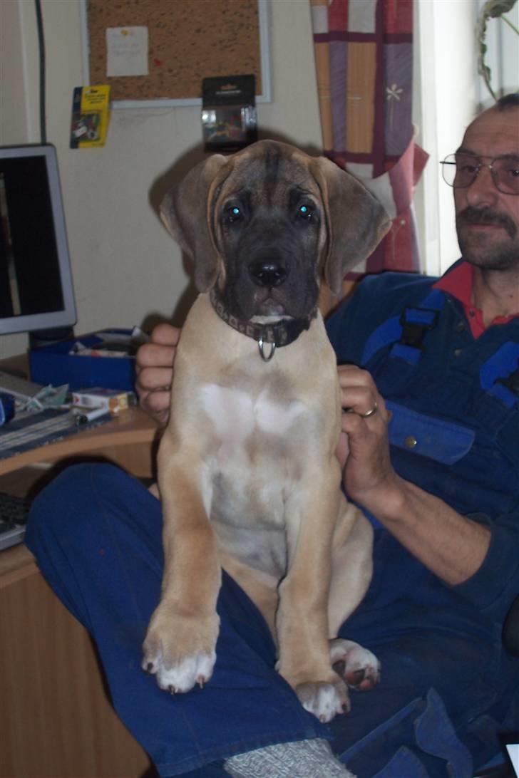 Blanding af racer balder - er jeg ikke en flot fyr billede 7